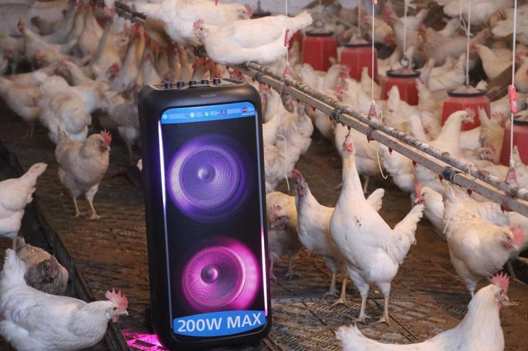 Türk sanat müziği dinlettiği tavuklardan yüzde 6 verim artışı sağladı