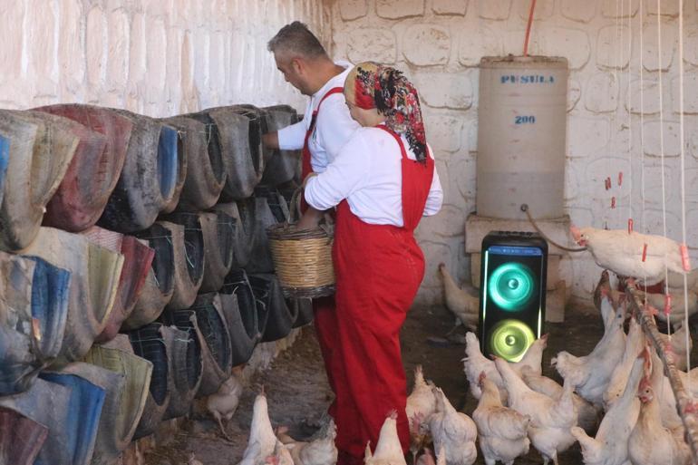 Türk sanat müziği dinlettiği tavuklardan yüzde 6 verim artışı sağladı