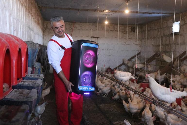 Türk sanat müziği dinlettiği tavuklardan yüzde 6 verim artışı sağladı