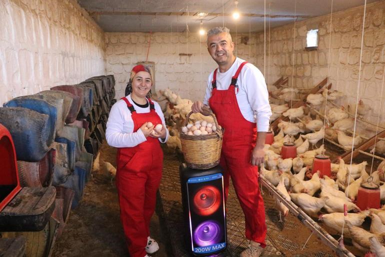 Türk sanat müziği dinlettiği tavuklardan yüzde 6 verim artışı sağladı