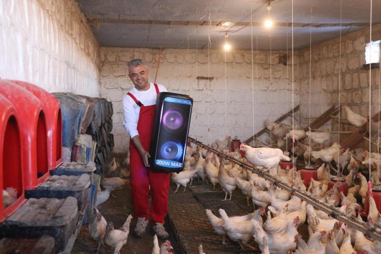 Türk sanat müziği dinlettiği tavuklardan yüzde 6 verim artışı sağladı