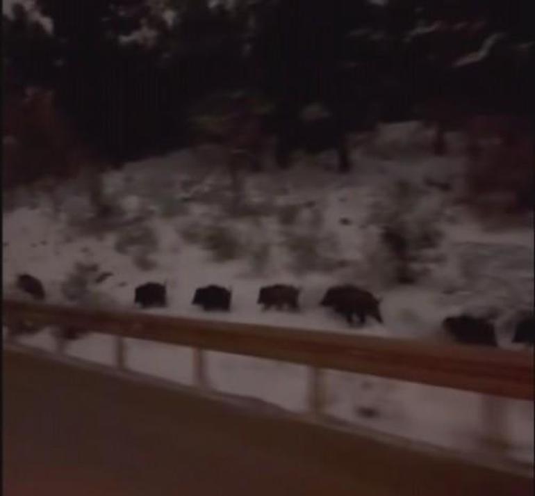 Amasya’da domuz sürüsü görüntülendi