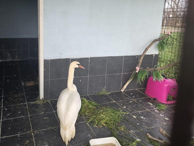 Edirne’de bitkin halde bulunan kuğu, bakıma alındı