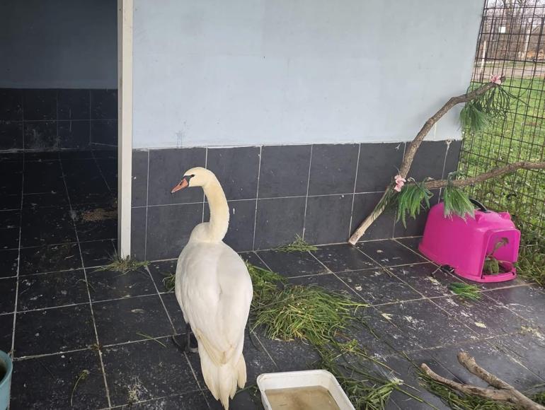 Edirne’de bitkin halde bulunan kuğu, bakıma alındı