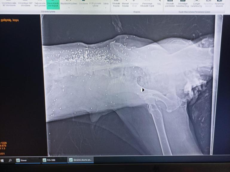 Otomobilin üzerinden geçtiği köpeğin vücudunda yüzlerce saçma izine rastlandı