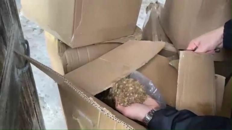 Depo olarak kullanılan ahırda 2 ton kaçak tütün ve 372 bin makaron ele geçirildi