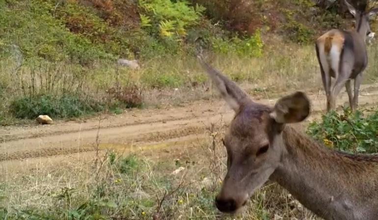 Ormanda otlayan kızılgeyikler fotokapanla görüntülendi