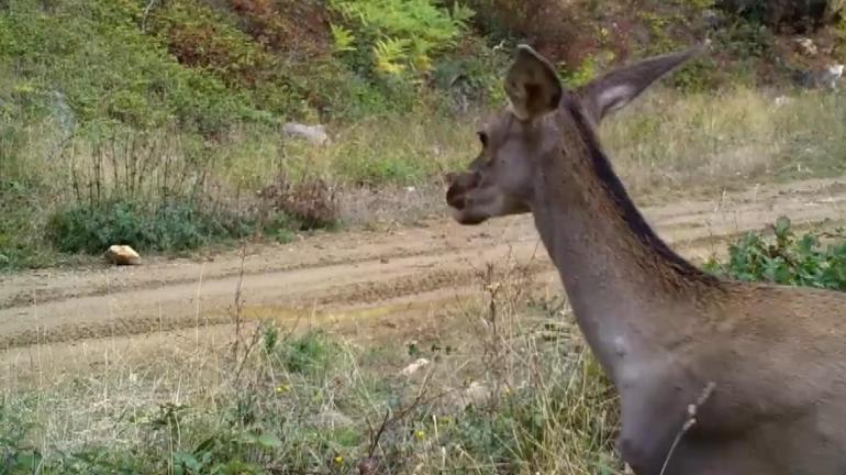 Ormanda otlayan kızılgeyikler fotokapanla görüntülendi