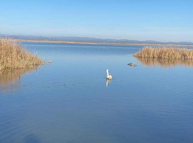 Bitkin halde bulunan kuğu, bakımının ardından doğaya bırakıldı