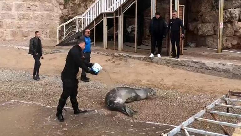 Yunanistandan kaçıp geldiği Antalya sahilinde dinlenen Akdeniz foku, mavi sularla buluşturuldu