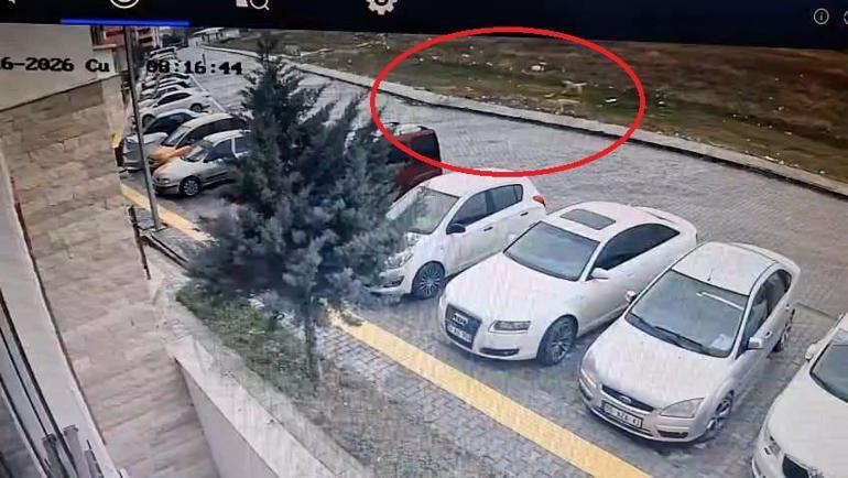 Karne almaya giderken sokak köpekleri peşine takılınca apartmana sığındı