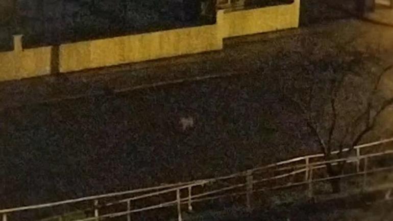 Aç kalan çakallar mahalleye indi