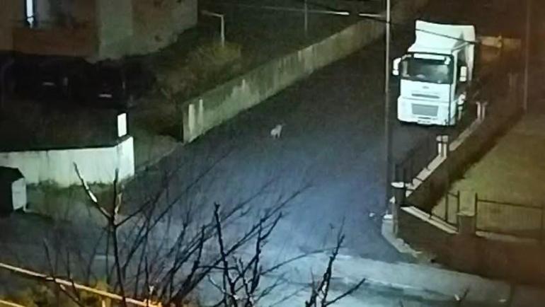 Aç kalan çakallar mahalleye indi