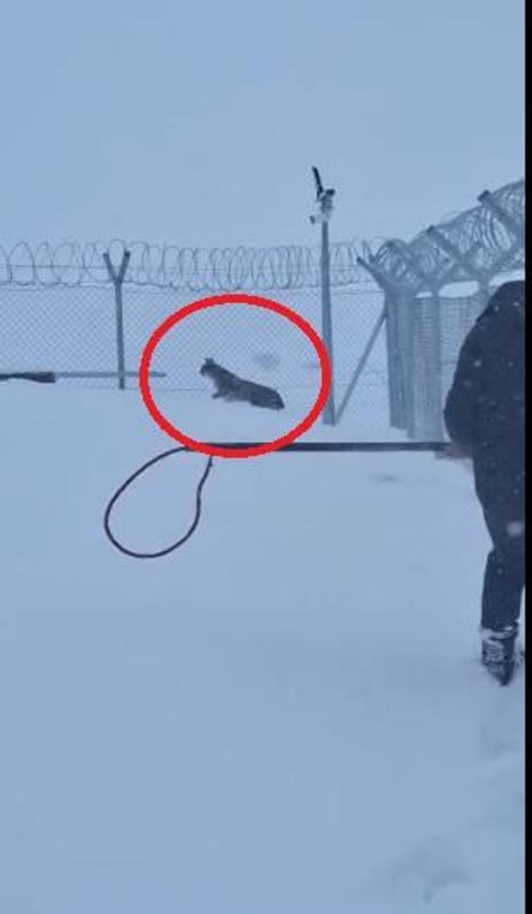 Kayseri’de mahsur kalan vaşak kurtarıldı