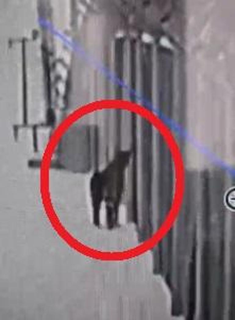 Kayseri’de mahsur kalan vaşak kurtarıldı