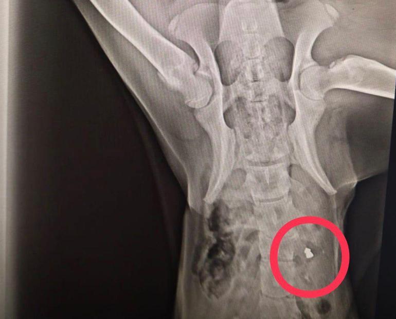 Ordu’da 10 gün içerisinde 3 sokak köpeği ‘domuz kurşunu’ ile vuruldu