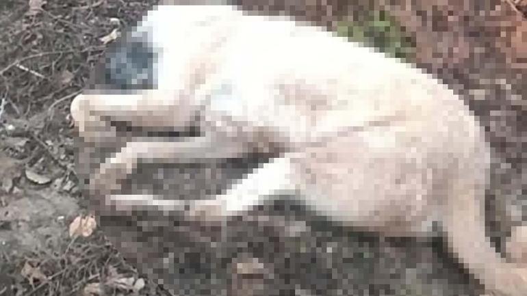 Kendisine doğru koşan köpeği tüfekle vurup öldürdü