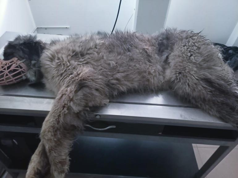 Üzerinden otomobil geçen köpek yürümeye başladı