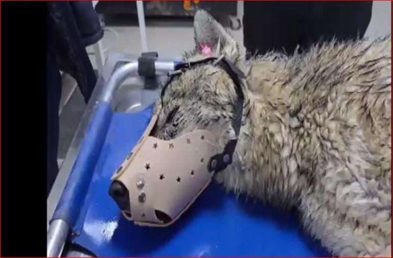 Bitlis’te yol kenarında yaralı halde bulunan kurt, tedaviye alındı