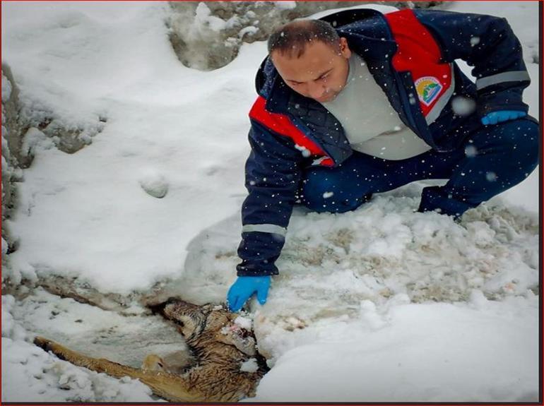Bitlis’te yol kenarında yaralı halde bulunan kurt, tedaviye alındı