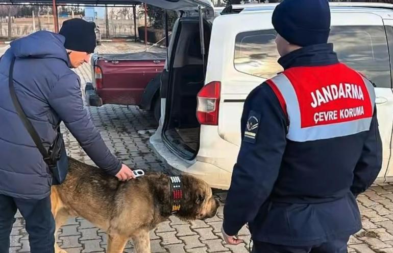 Jandarma köpek dövüşünü dronla tespit etti; 14 gözaltı