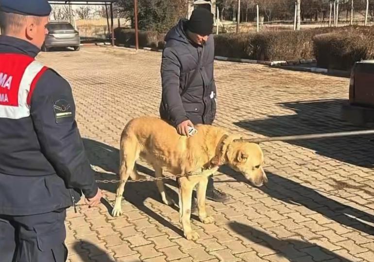 Jandarma köpek dövüşünü dronla tespit etti; 14 gözaltı