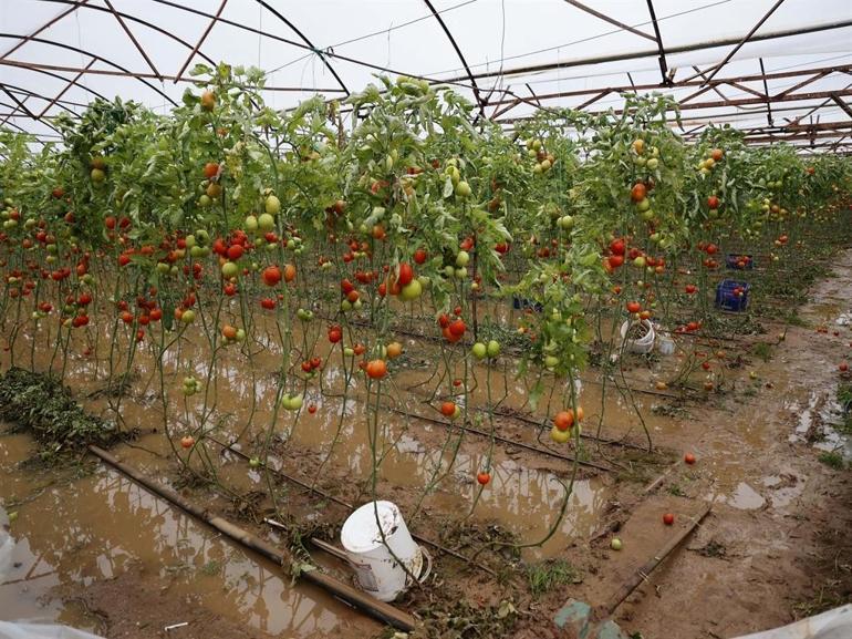 Sarı kodla uyarılan Antalyada tarım alanları su altında kaldı