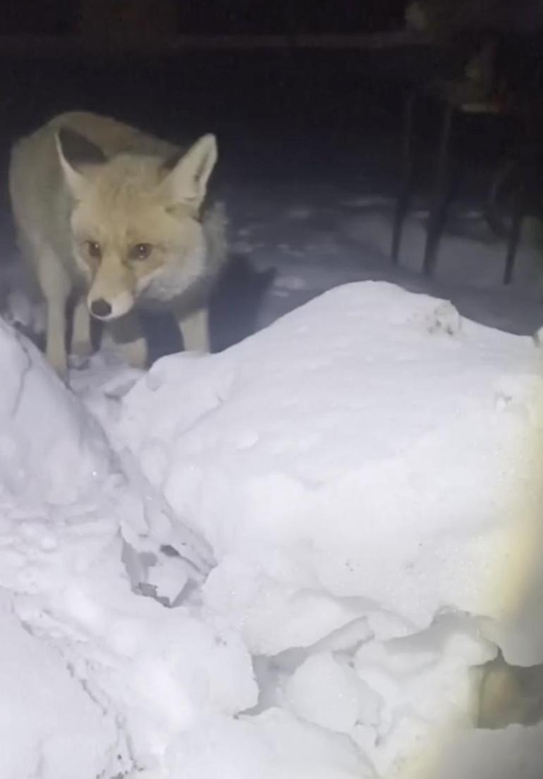 Adıyamanda kapısına gelen tilkiyi besledi