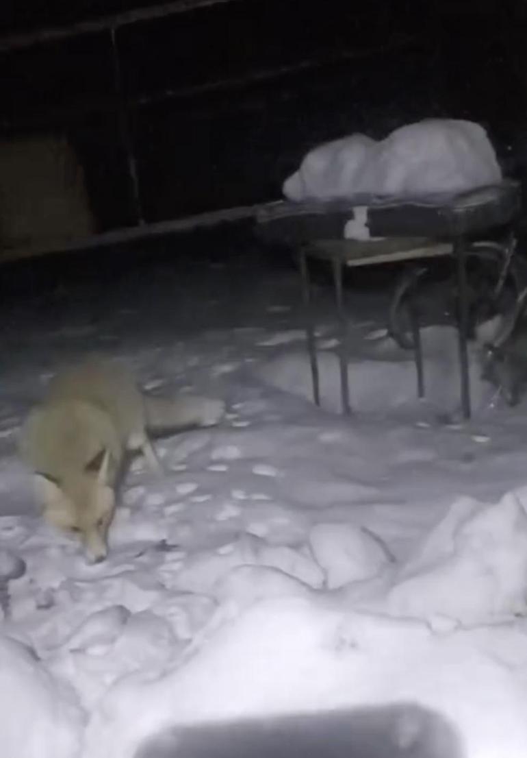 Adıyamanda kapısına gelen tilkiyi besledi