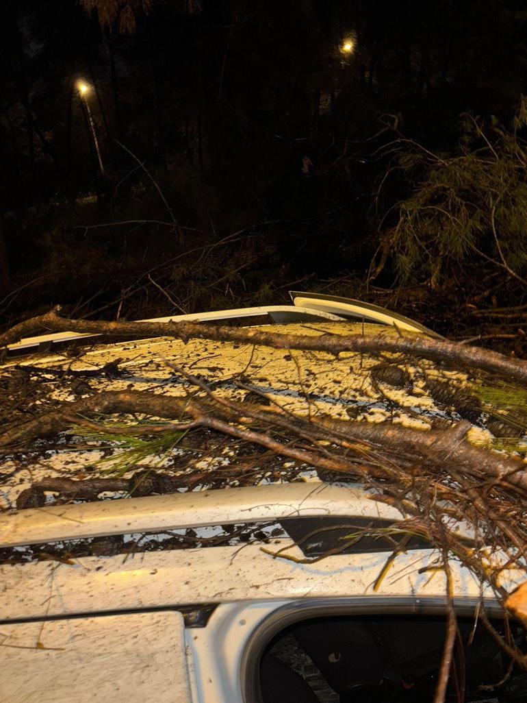 Adanada devrilen ağacın dalları, seyir halindeki aracın ön camına saplandı