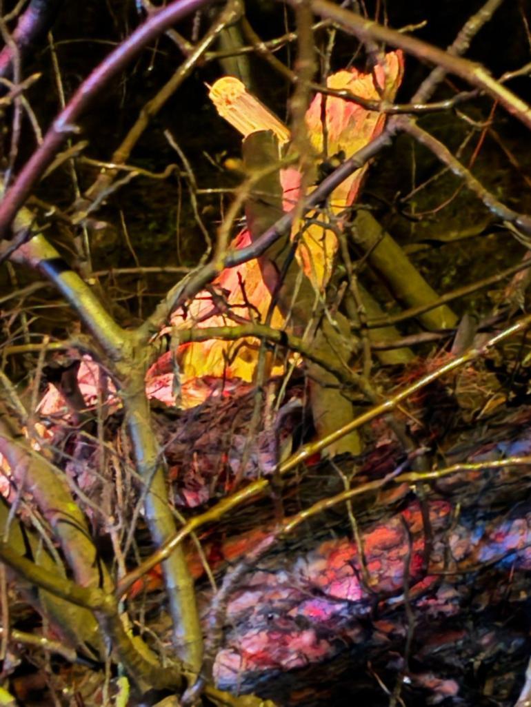 Adanada devrilen ağacın dalları, seyir halindeki aracın ön camına saplandı