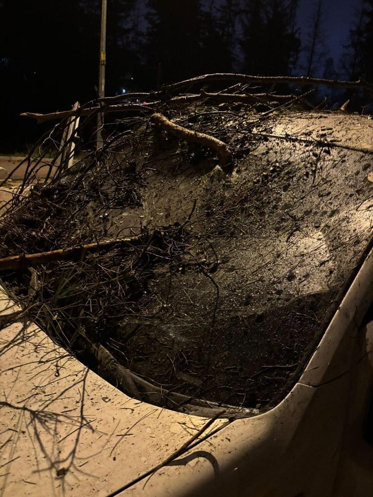 Adanada devrilen ağacın dalları, seyir halindeki aracın ön camına saplandı