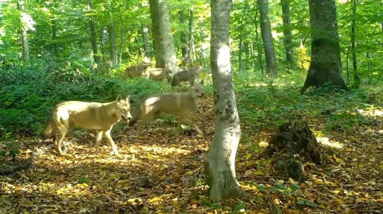 Ormanda gezen kurt sürüsü fotokapanla görüntülendi