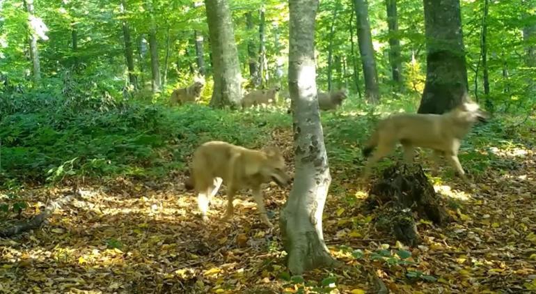 Ormanda gezen kurt sürüsü fotokapanla görüntülendi
