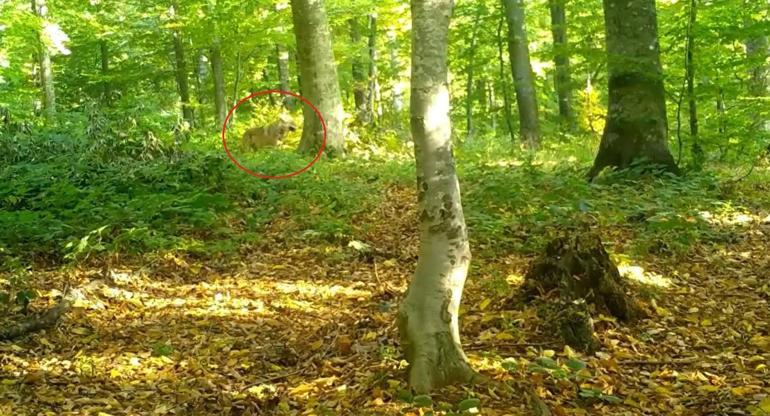 Ormanda gezen kurt sürüsü fotokapanla görüntülendi