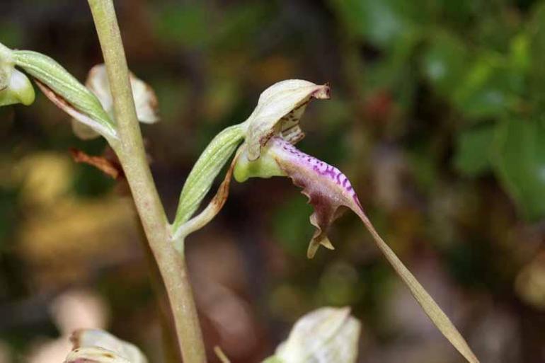 GPS verileri incelendi; orkidelerde kaçak söküm alarmı