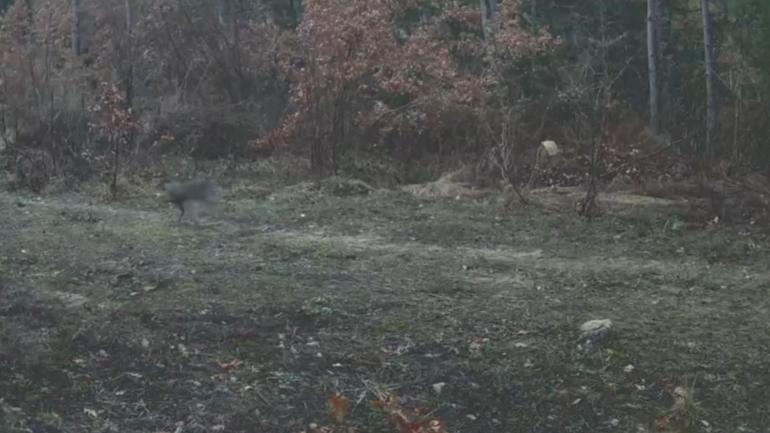 Karabük’te yaban hayatı fotokapanla görüntülendi