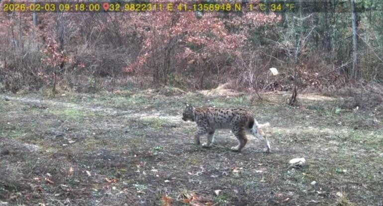 Karabük’te yaban hayatı fotokapanla görüntülendi