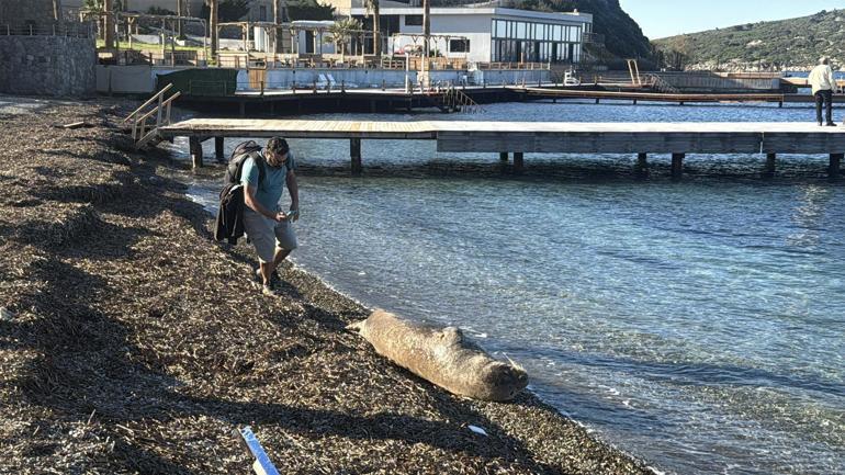 Bodrumda kıyıda uyuyan fok ilgi odağı oldu