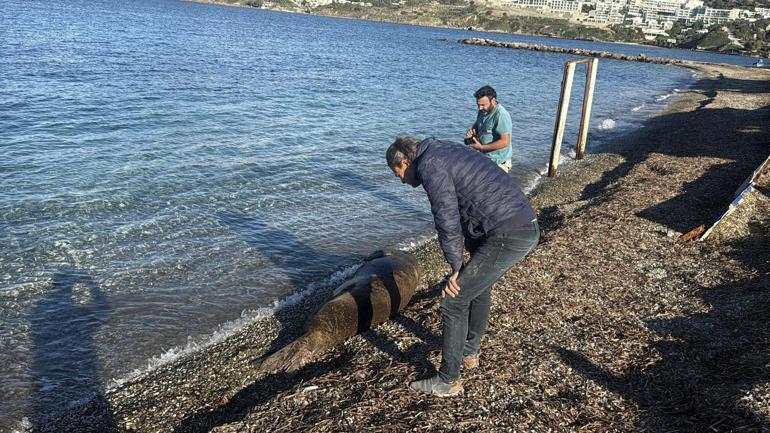 Bodrumda kıyıda uyuyan fok ilgi odağı oldu