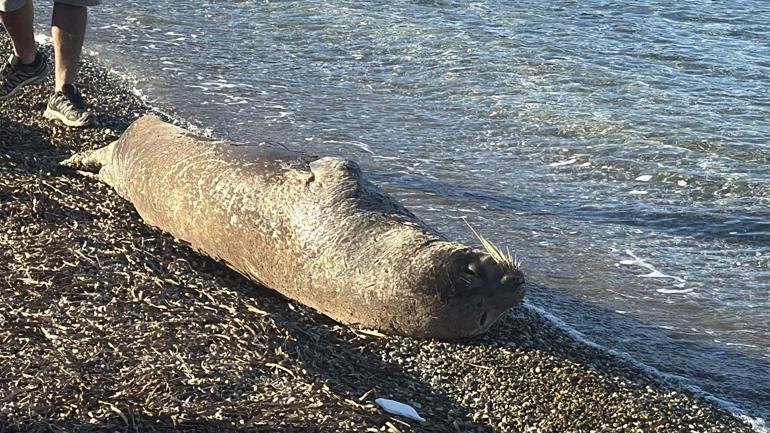 Bodrumda kıyıda uyuyan fok ilgi odağı oldu