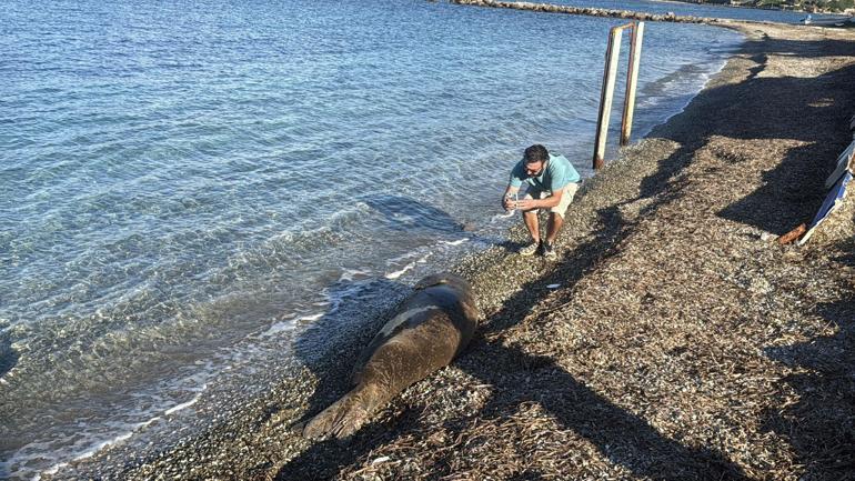 Bodrumda kıyıda uyuyan fok ilgi odağı oldu