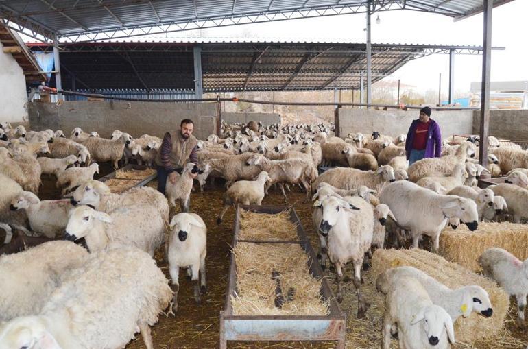 Aksarayda, 1 milyon küçükbaş varlığı var