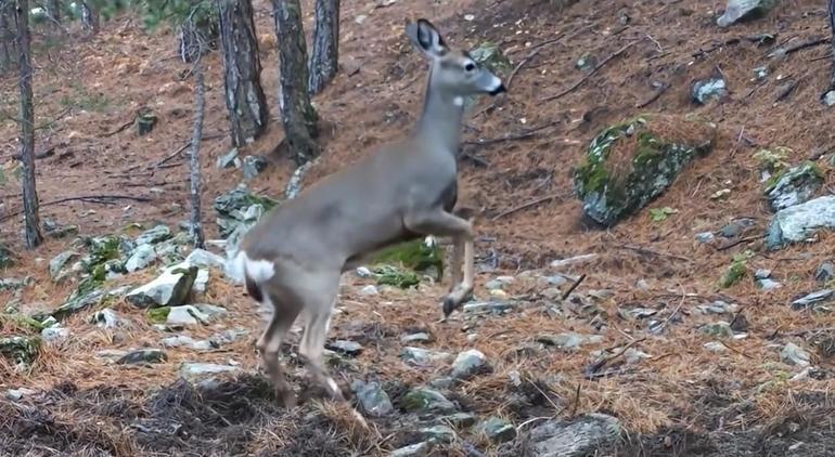 Ormanda dolaşan karaca fotokapanla görüntülendi