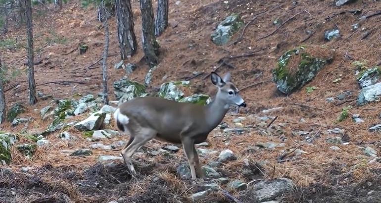 Ormanda dolaşan karaca fotokapanla görüntülendi
