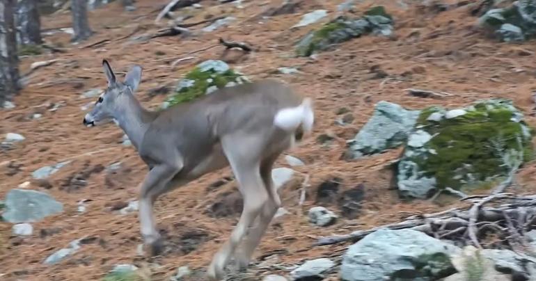 Ormanda dolaşan karaca fotokapanla görüntülendi