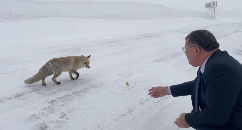 Belediye başkanı karlı yolda aç kalan tilkiyi eliyle besledi