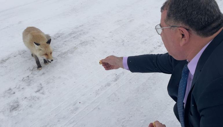 Belediye başkanı karlı yolda aç kalan tilkiyi eliyle besledi