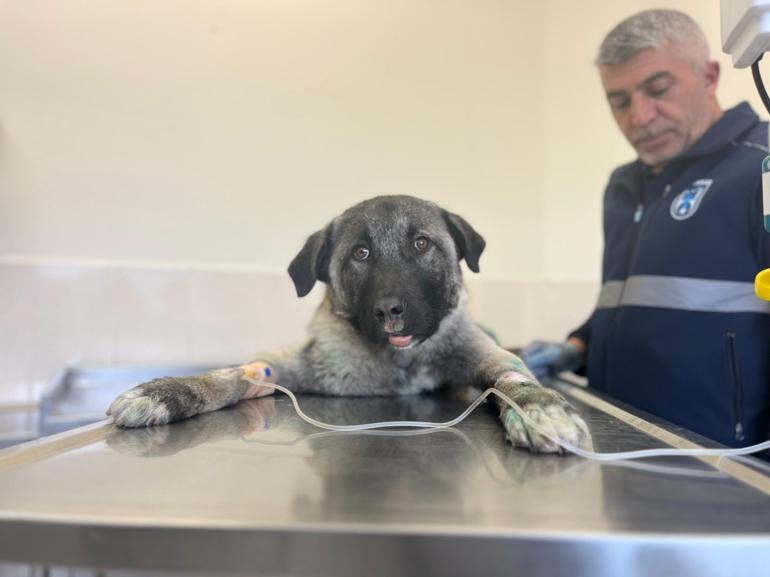 Kamyonete bağlanarak sürüklenen köpek kurtarıldı