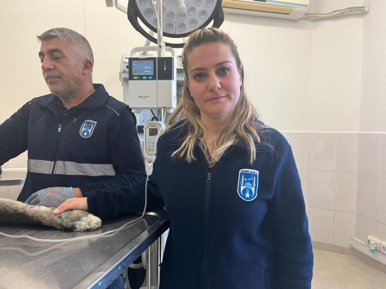 Kamyonete bağlanarak sürüklenen köpek kurtarıldı